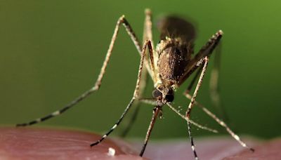 Lincoln county mosquitoes test positive for West Nile Virus