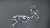 英國藝術家柯里蕭設計的「數位雄鹿」 (圖)