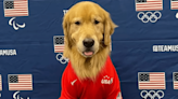 USA Olympic Team Therapy Golden Retriever Has Sadly Been Hospitalized