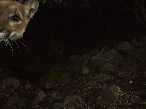 Amid roadkill epidemic, California builds world’s largest wildlife bridge