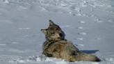 Wildlife managers report first possible wolf pack sighting in NV in over 100 years