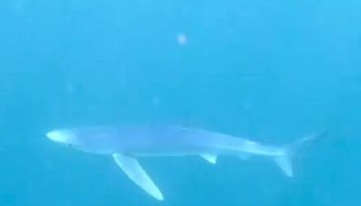 Moment woman comes face-to-face with 10 ft shark swimming off UK coast