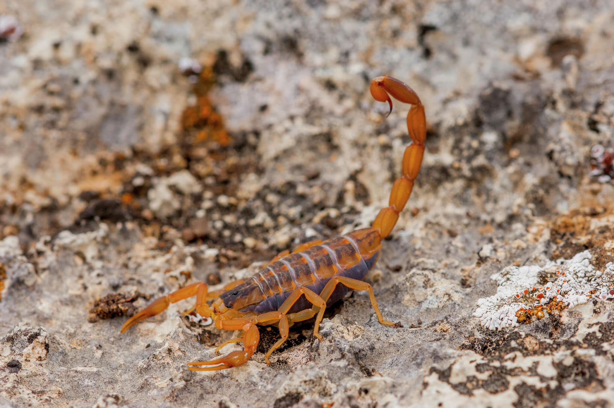 Scorpions are looking to chill at your place. Here's why.