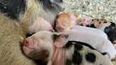 Friendly grass-eating pigs from New Zealand are gaining popularity in Maine