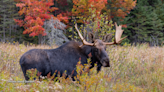 Two Ont. hunters find $9,750 for moose hunting scheme