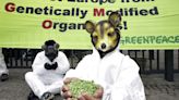Belgium makes last-ditch bid for deal on GMO deregulation
