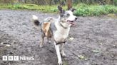 Lewes: Backpacks worn by dogs used to help seed nature reserve