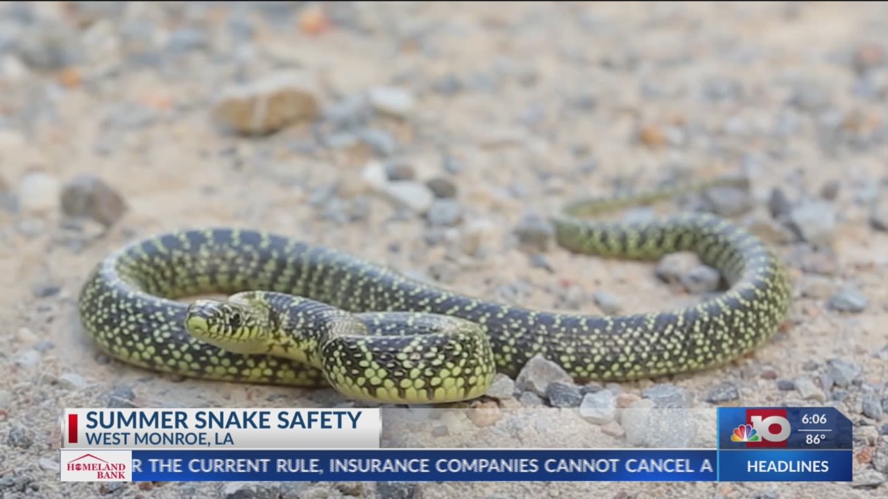 Watch out for snakes! What to do if you are bit