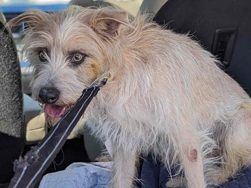 Dog Rescued After Falling Off 50-Foot Cliff at Quarry in Connecticut: He's 'Very Lucky'