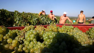 French champagne makers under pressure to protect pickers after harvest deaths