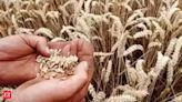 FCI wheat procurement hits 26.6 mn tn, surpassing last year's purchase