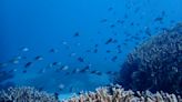 New study finds troubling new source of pollution in Great Barrier Reef: ‘We could have a significant problem’