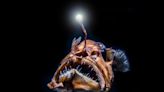 Anglerfisch an US-Küste angespült: Nur wenige Menschen haben ihn bisher gesehen