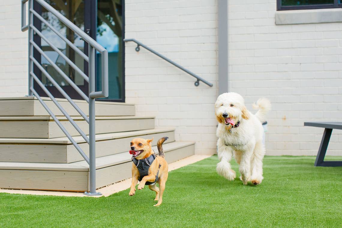 Leash training, obedience & tricks: These Charlotte dog trainers have it all covered