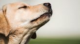 Why Dogs Once Trained to Sniff Out COVID and Weed Are Now Out of Work