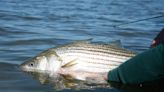 New state regulation increases keep size for Hudson River striped bass for 2024 season