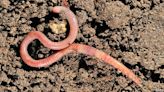 The number of British earthworms may have declined by a third