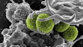 Resistencia antimicrobiana: innovadora vacuna frente a 'Staphylococcus aureus'