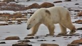 'Polar bear capital of the world' soon to be overrun with record number of bears due to shifting sea ice