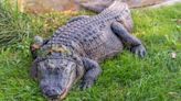 Georgia officials put out warning after 30 gators spotted along part of Chattahoochee