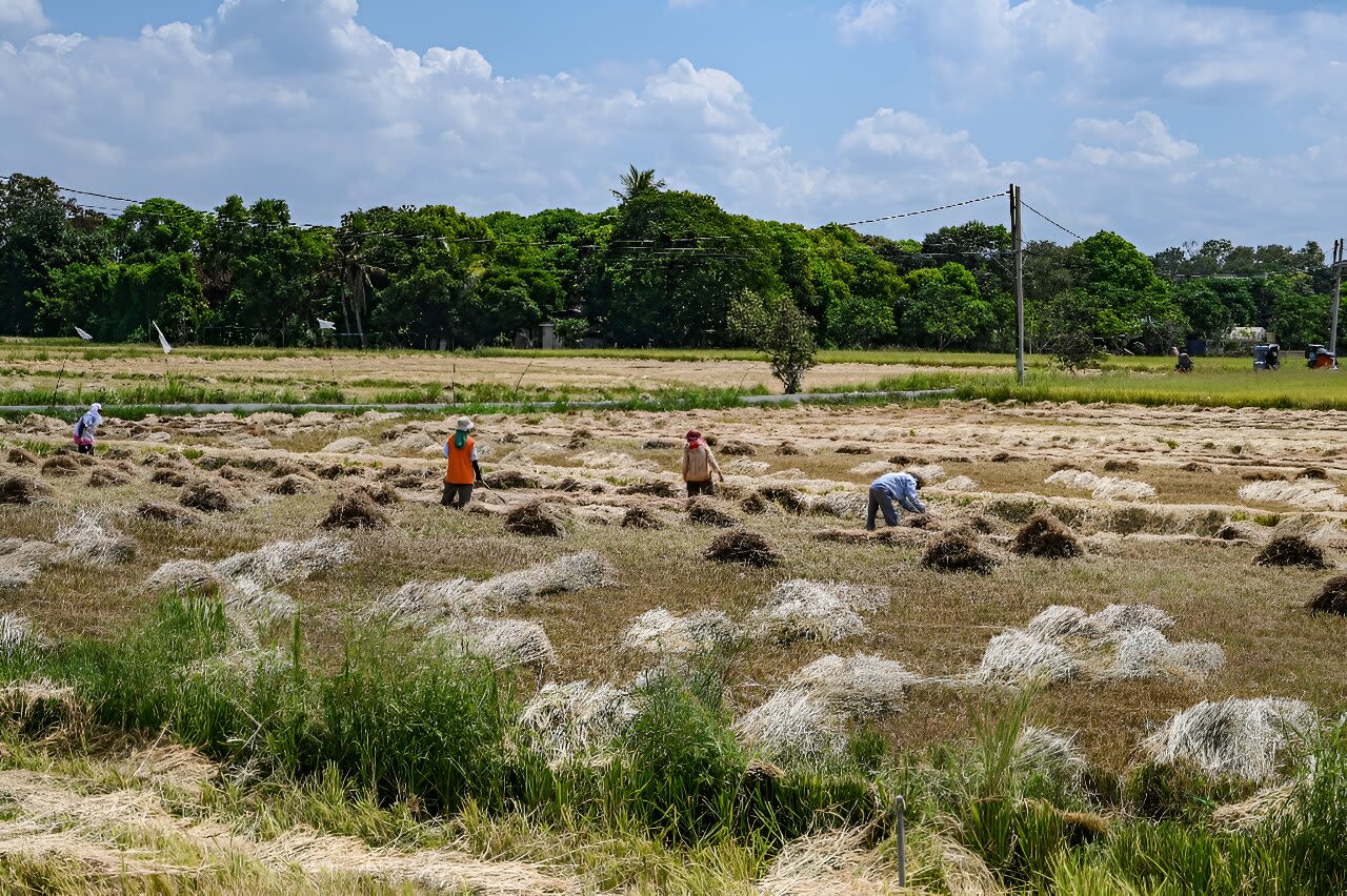 Philippine court blocks GMO 'golden rice' production over safety fears