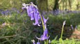 Bluebells spring into life across county
