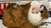 Guinea pig abandoned at tube station rehomed with London Underground worker