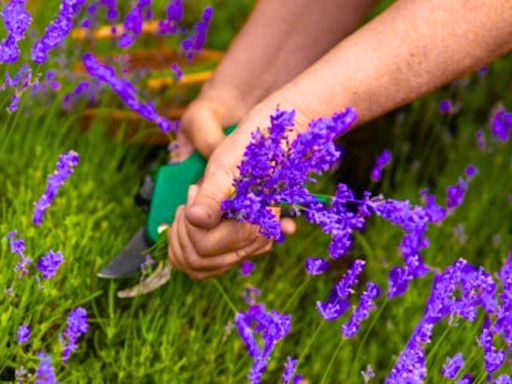 ‘Best’ time to prune lavender to get a ' healthier’ plant next year