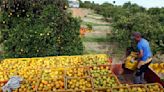 Fiscales de Brasil buscan 2.500 millones de dólares en daños por presunto cártel de jugo de naranja