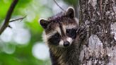 North Dakota family is 'devastated' and fundraising for a lawyer after they say police killed their pet raccoon that was sought in a local rabies scare