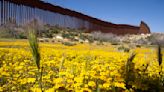 Botanists are scouring the US-Mexico border to document a forgotten ecosystem split by a giant wall - The Morning Sun