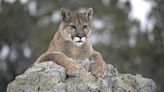 Cyclists 'fight off' cougar, save friend being mauled: Washington Police