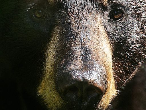 Man or bear? Hypothetical question sparks conversation about women's safety