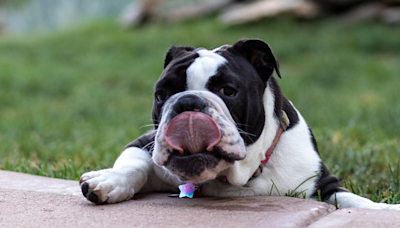 Bulldog at Wisconsin Humane Society 'Always Looks Sad' and People Are Heartbroken