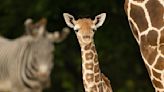 Baby giraffe dies of a broken neck at Zoo Miami