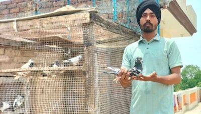 NRI sponsors, live broadcasts and now, a murder: The world of pigeon racing in Punjab