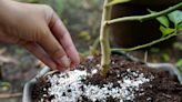 ¿Qué beneficios tiene el cascarón de huevo en las plantas? Te digo cómo usarlo