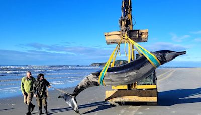 World's Rarest Whale Washes Up On New Zealand Beach