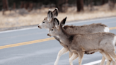 Drivers encouraged to stay alert for young deer during birthing season