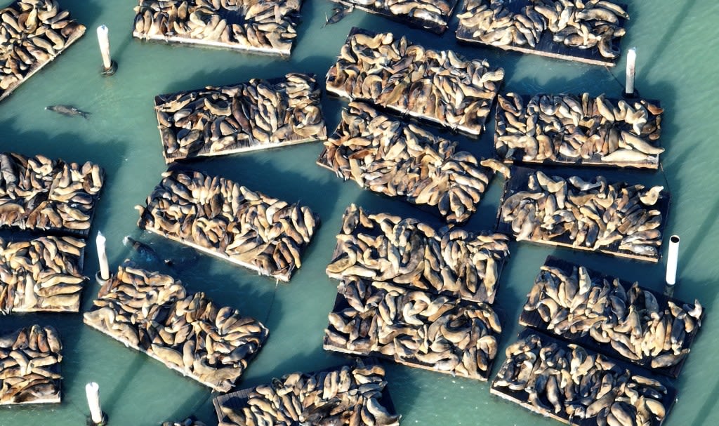 Photos: Sea lions swarm the docks at San Francisco’s Pier 39
