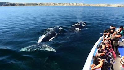 Llegaron las ballenas a Puerto Madryn: cuánto cuesta embarcarse para verlas y la playa donde están a metros de la orilla - Diario Río Negro