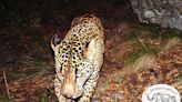 A mysterious jaguar roamed southern Arizona. Here's what to know about 'El Jefe'