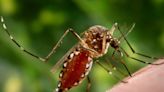 Six Zika Virus Infection Cases in Pune; Two Patients Are Pregnant Women - News18