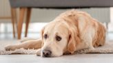 Golden Retriever Gives Mom Major Attitude for Washing Blankets on His Bed