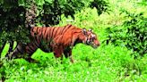 11 tiger deaths recorded since Jan this year