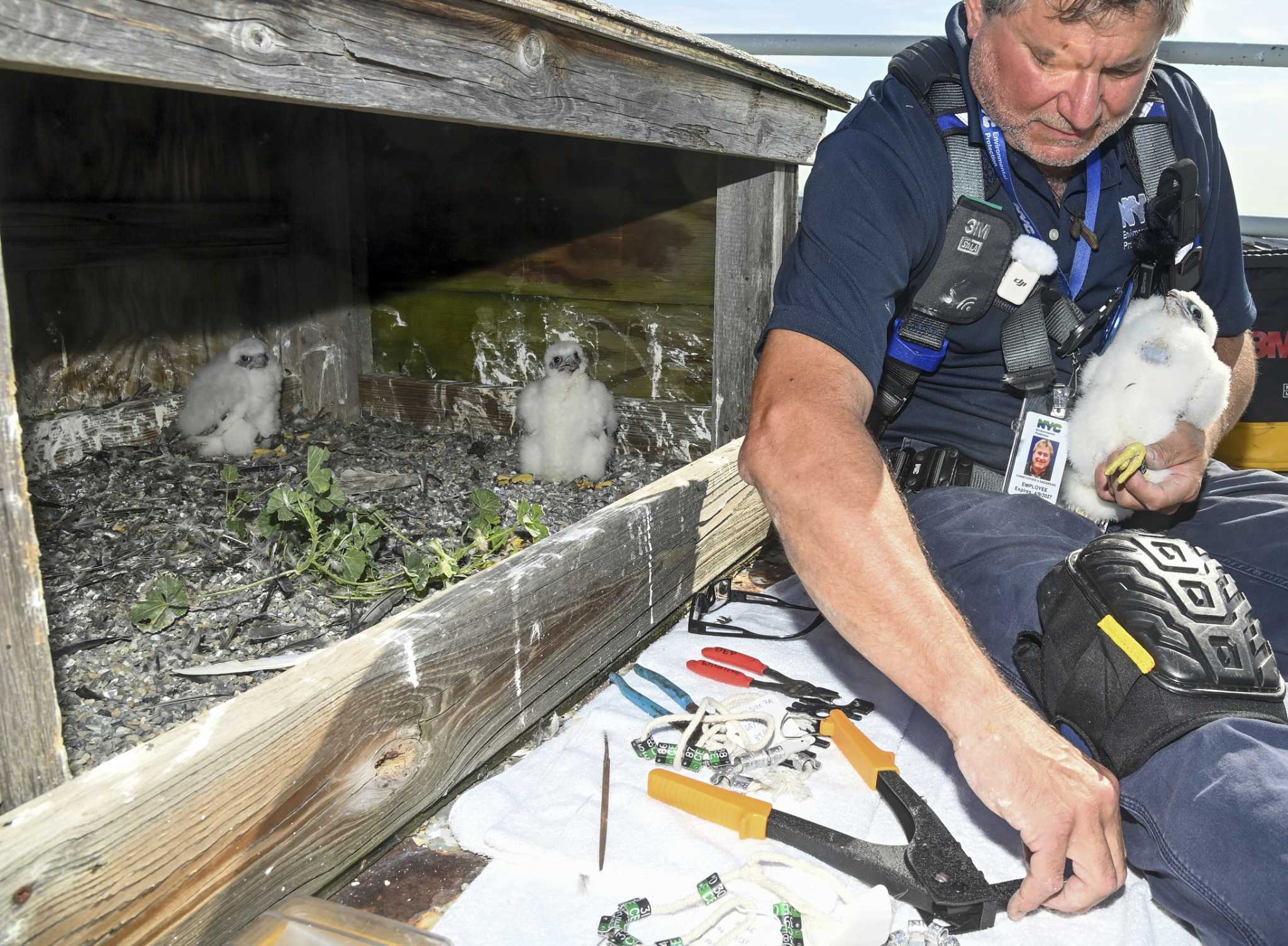 3 falcon chicks hatch atop the Verrazzano-Narrows Bridge in New York City