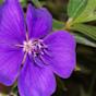 flor Morada