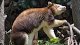 Seven-month-old tree kangaroo peeks out of mom’s pouch at Bronx Zoo