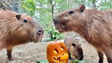 萬聖必玩動物派對變裝免門票！壽山動物園10大動物扮相免費入園系列活動