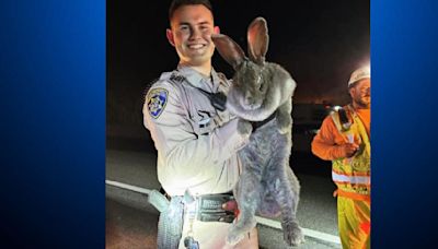Massive rabbit rescued on Highway 17 being cared for in Marin County